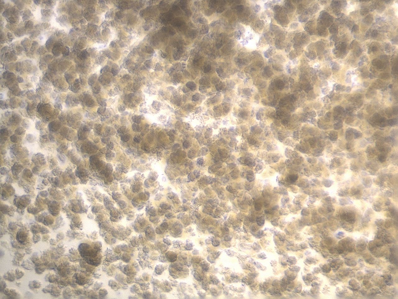 04hf_B12_ImagerDefaults_6.jpg