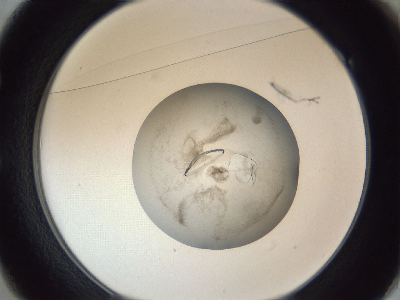 folderID327_plateID1327_batchID4360_wellNum49_profileID1_d1_r79640_ef.jpg