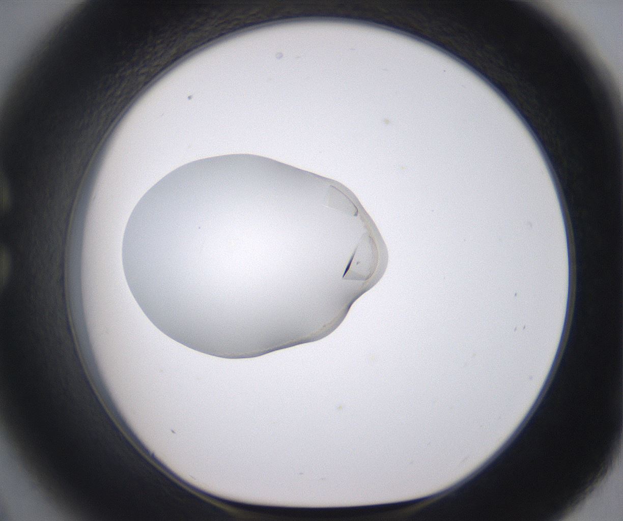 folderID378_plateID2378_batchID11301_wellNum33_profileID1_d1_r175587_ef.jpg