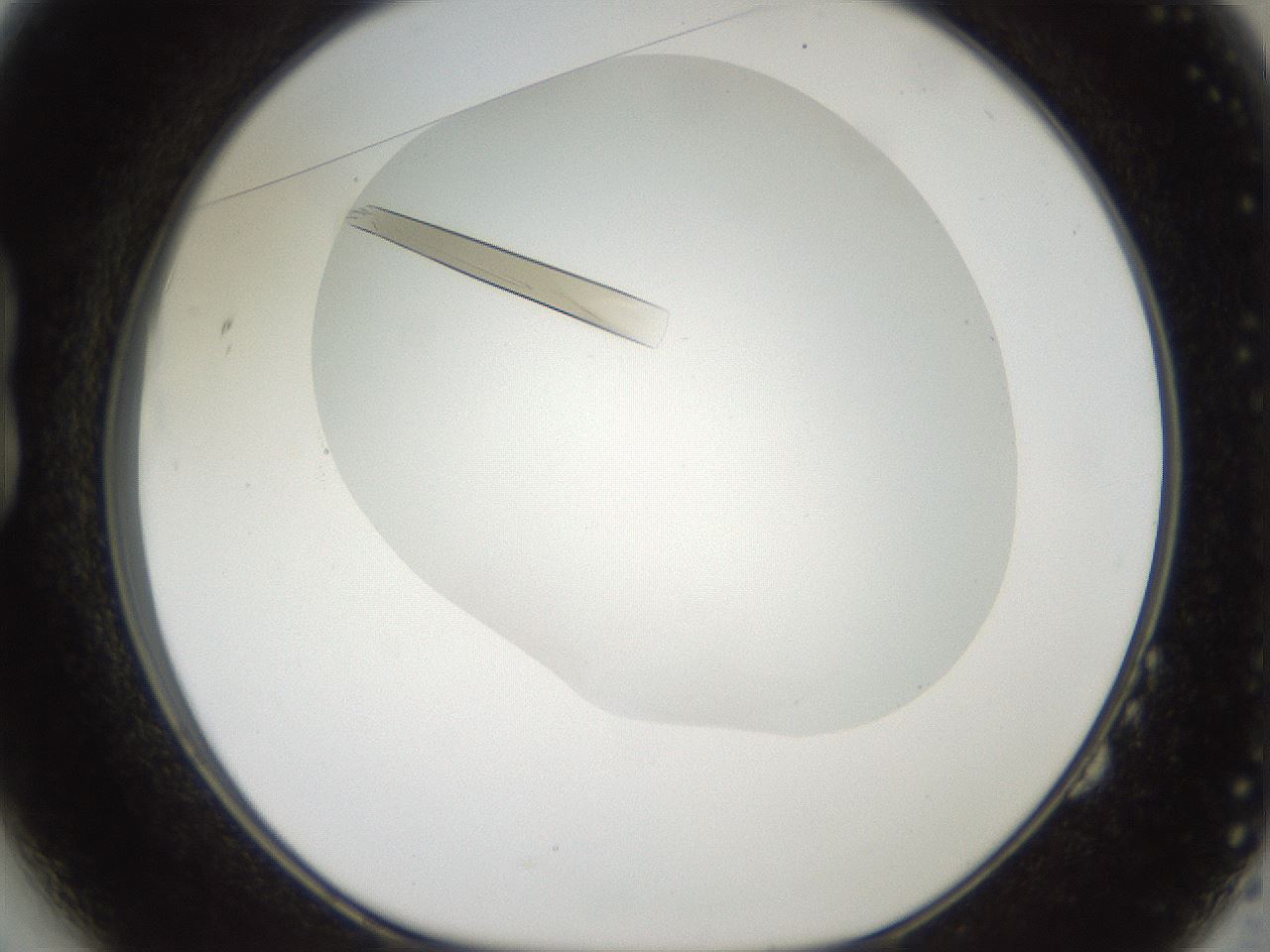folderID381_plateID2381_batchID11304_wellNum14_profileID1_d1_r175760_ef.jpg