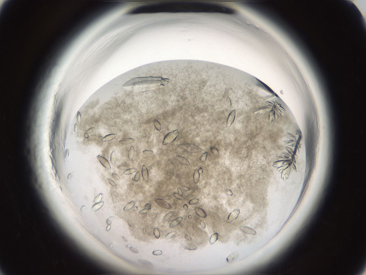 folderID696_plateID1696_batchID7023_wellNum6_profileID1_d1_r112569_ef.jpg