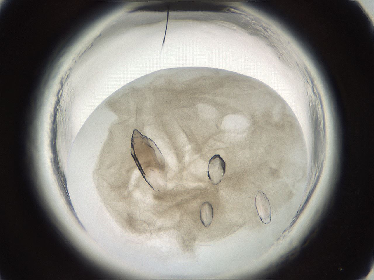 folderID696_plateID1696_batchID7027_wellNum16_profileID1_d1_r112589_ef.jpg