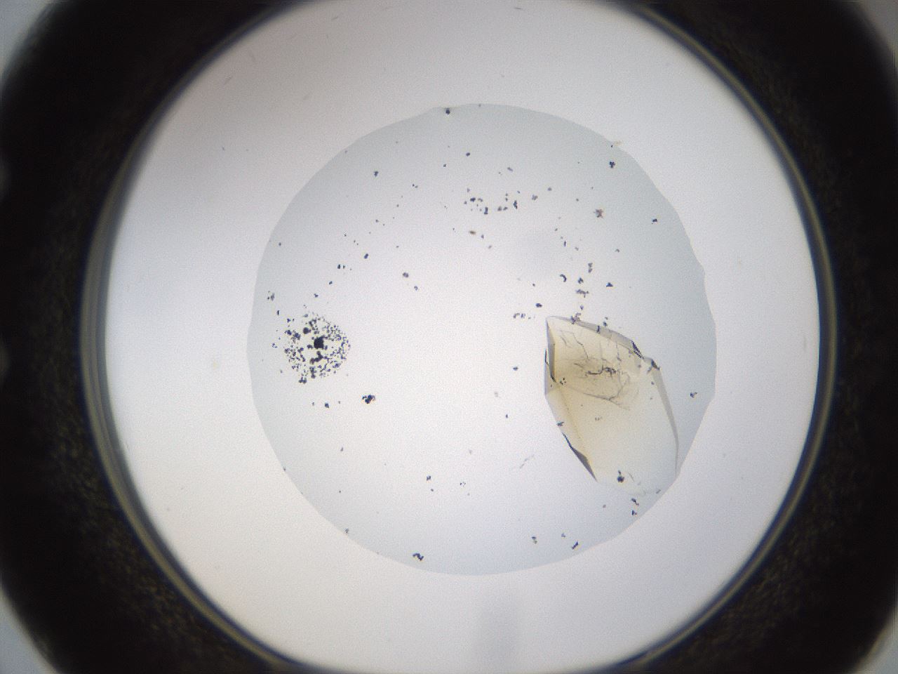folderID701_plateID1701_batchID7039_wellNum50_profileID1_d1_r113484_ef.jpg