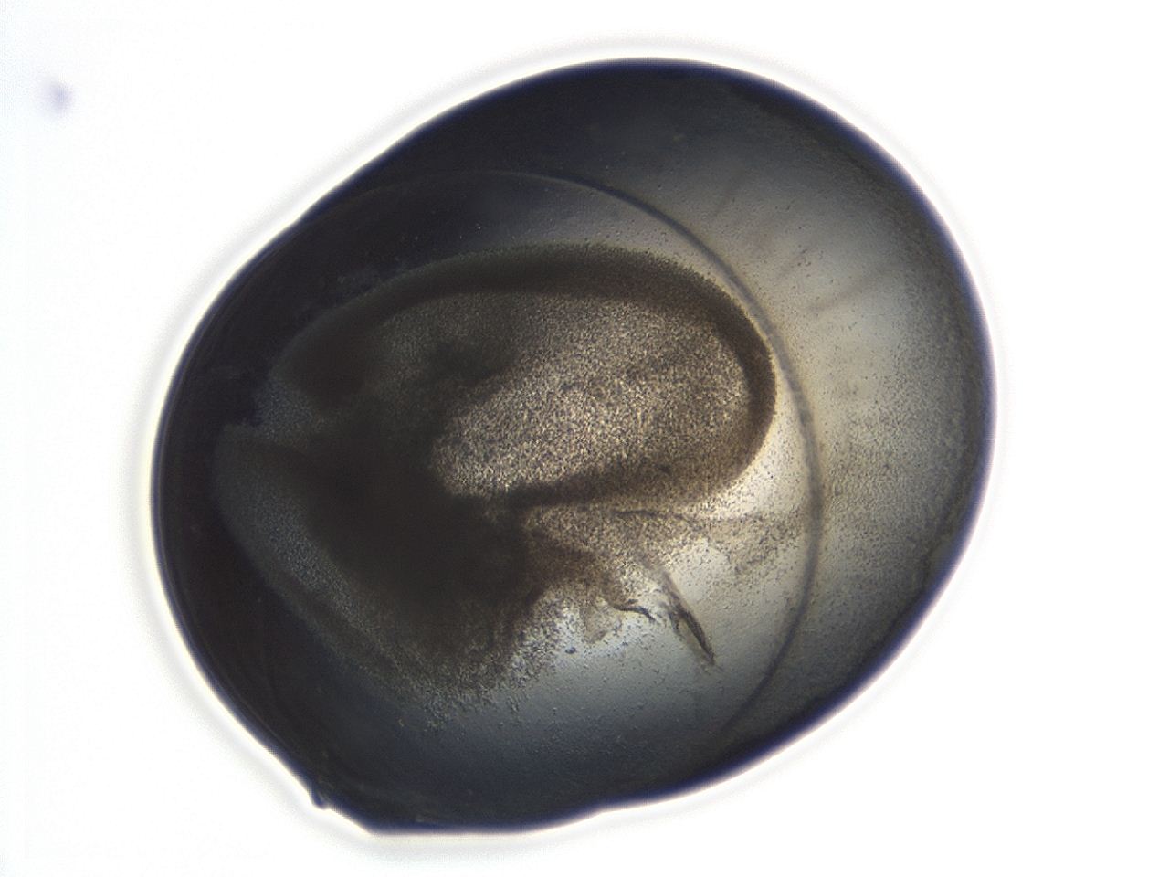 04hn_D11_ImagerDefaults_3.jpg