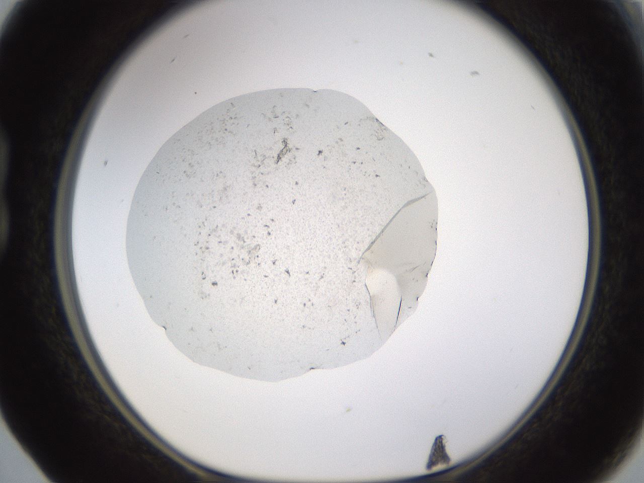 folderID703_plateID1703_batchID7244_wellNum17_profileID1_d1_r113259_ef.jpg