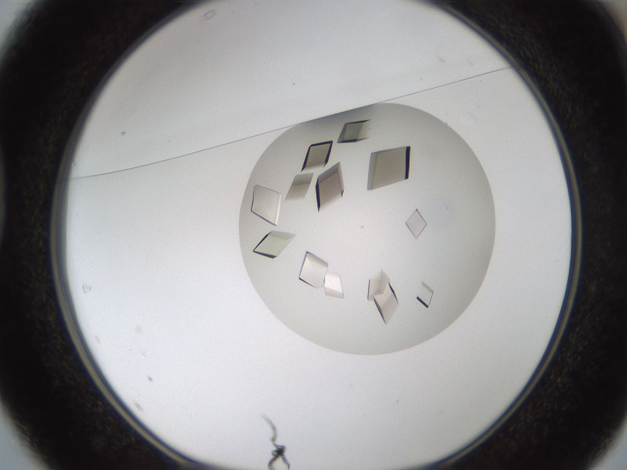 folderID716_plateID1716_batchID7090_wellNum37_profileID1_d1_r114157_ef.jpg