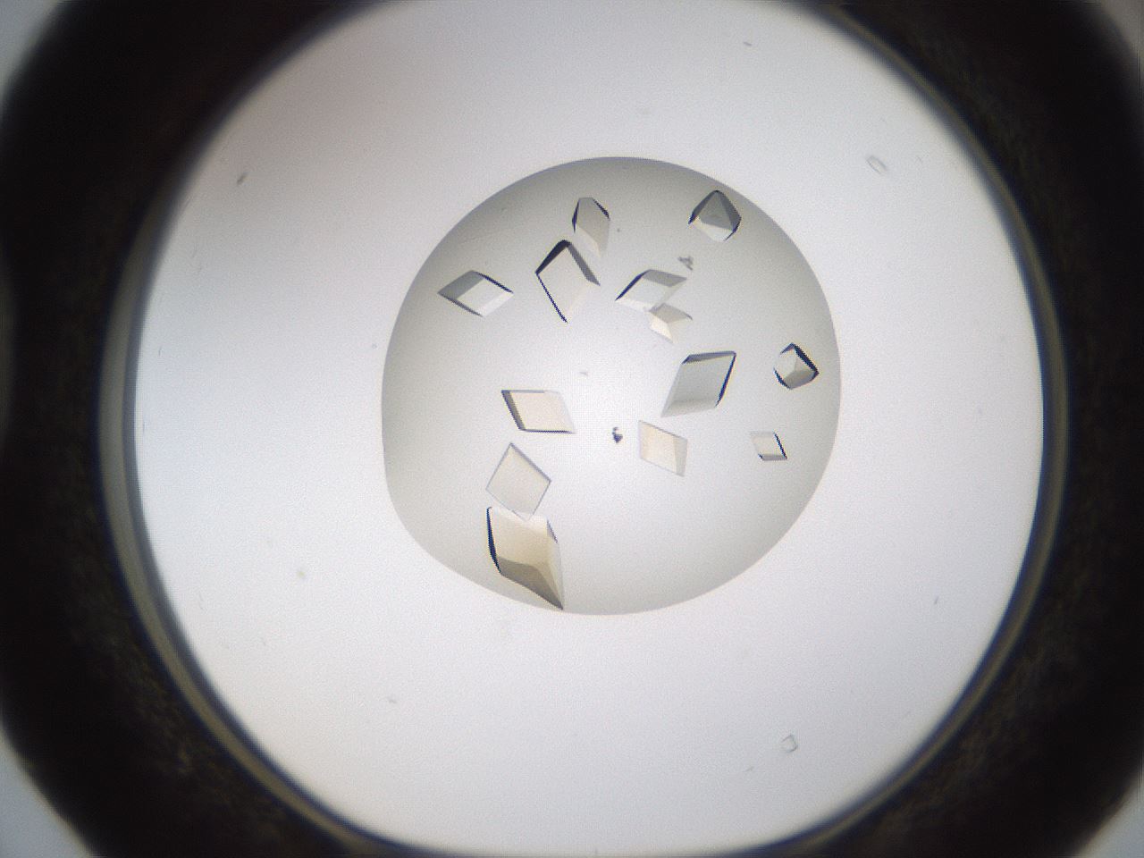 folderID716_plateID1716_batchID7090_wellNum40_profileID1_d1_r114160_ef.jpg