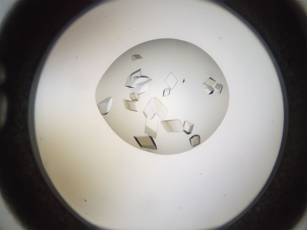 folderID716_plateID1716_batchID7127_wellNum75_profileID1_d1_r114195_ef.jpg
