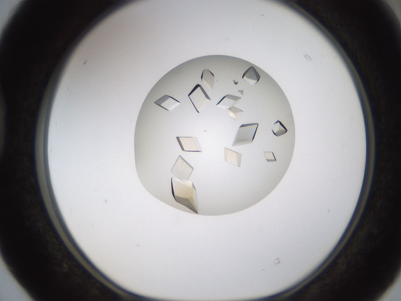 folderID716_plateID1716_batchID7148_wellNum40_profileID1_d1_r114160_ef.jpg