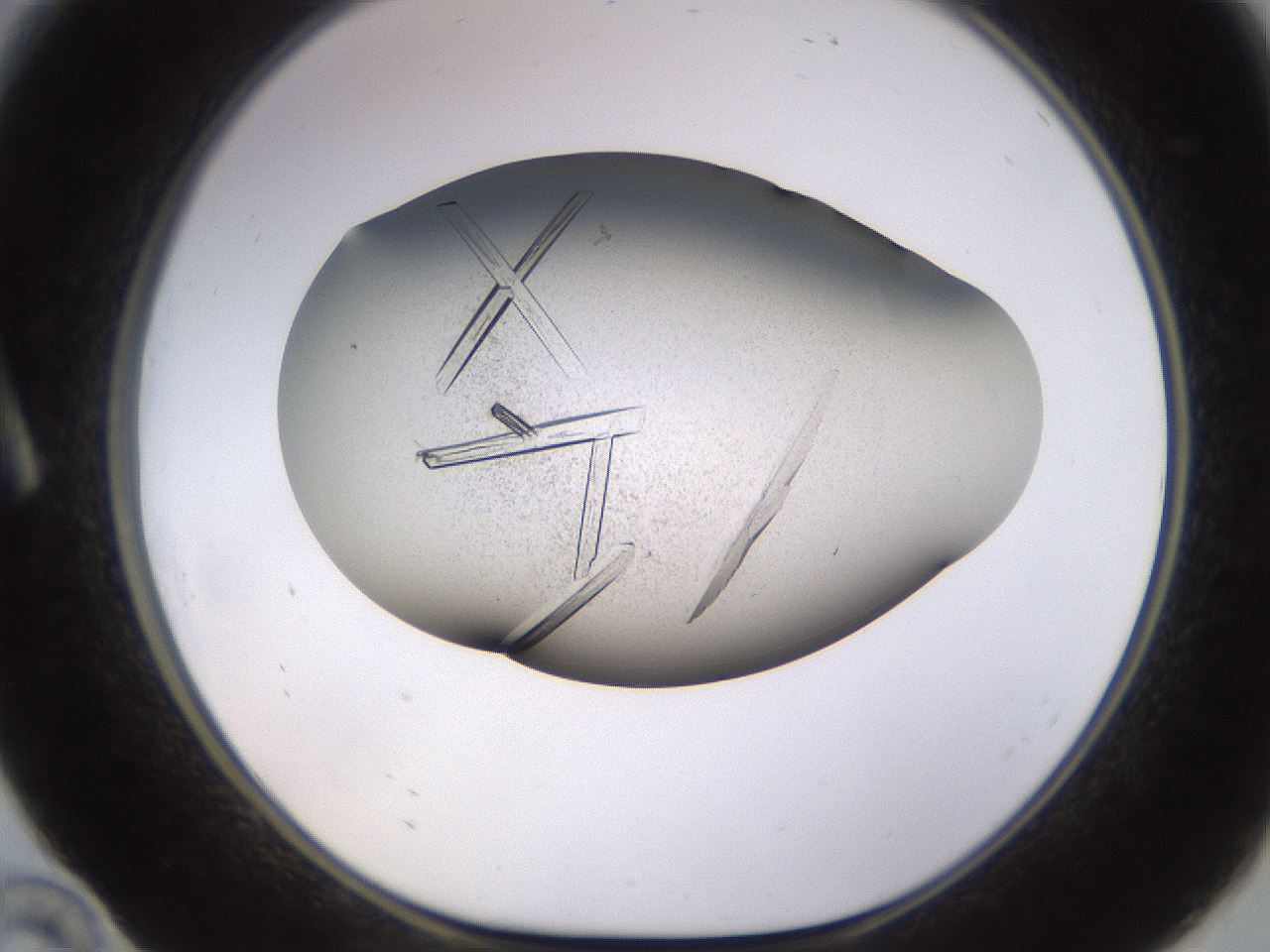 folderID741_plateID1741_batchID7239_wellNum10_profileID1_d1_r115500_ef.jpg