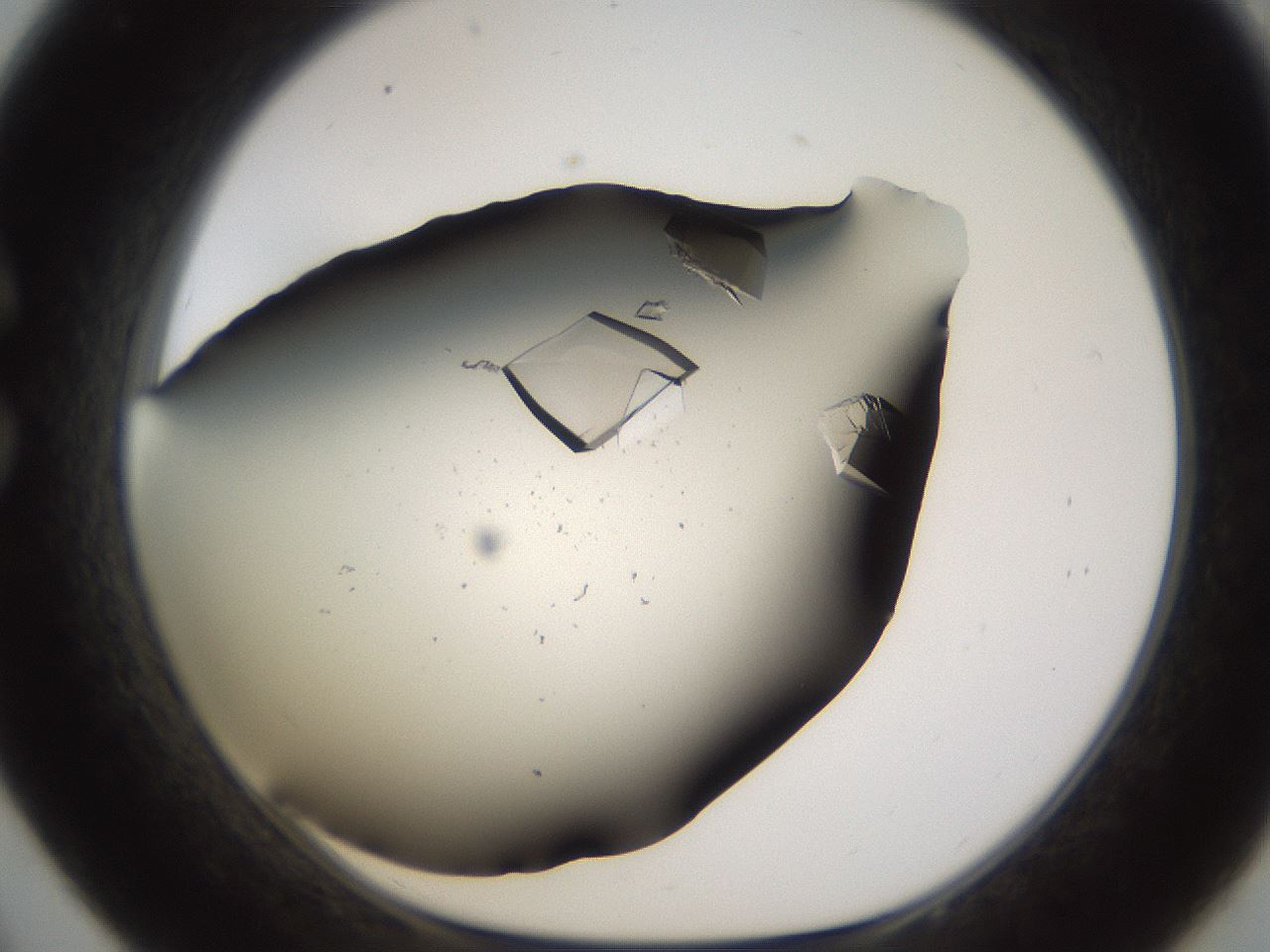 folderID753_plateID1753_batchID7359_wellNum33_profileID1_d1_r117182_ef.jpg