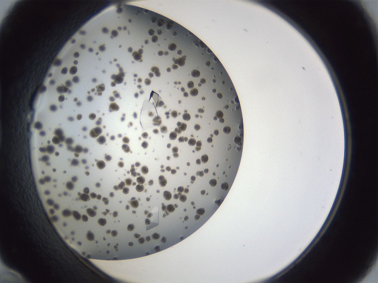 folderID899_plateID1899_batchID8105_wellNum22_profileID1_d1_r126977_ef.jpg