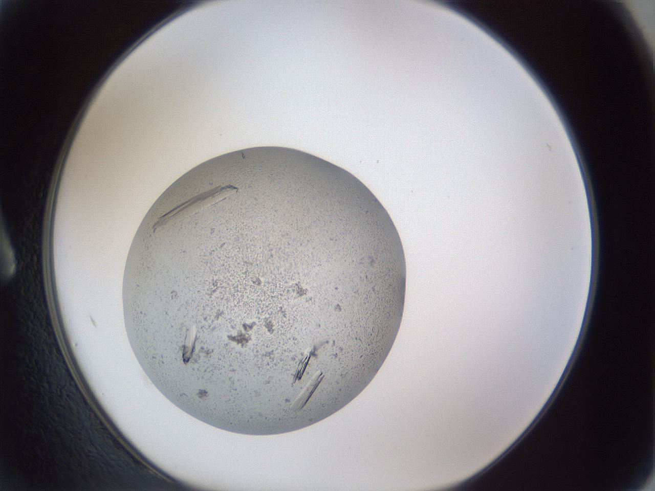folderID923_plateID923_batchID1263_wellNum2_profileID1_d1_r33388_ef.jpg