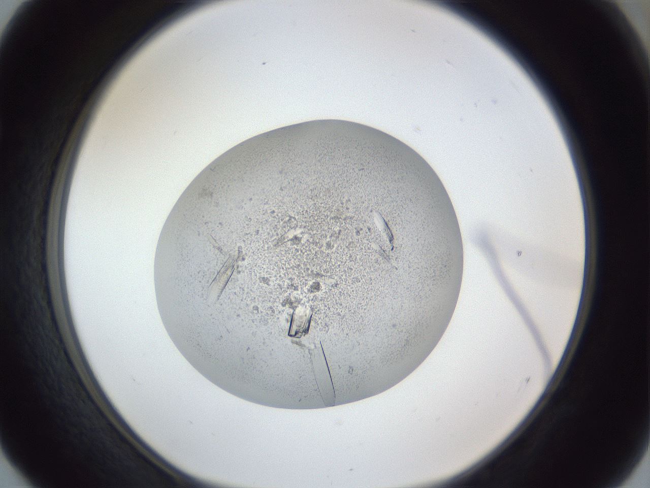 folderID923_plateID923_batchID1523_wellNum52_profileID1_d1_r33438_ef.jpg
