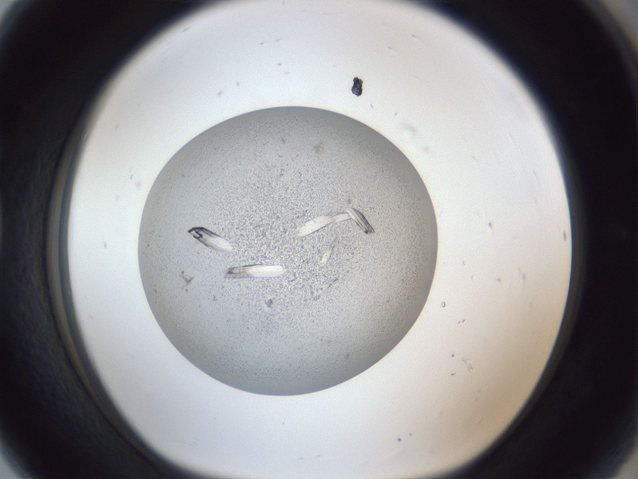 folderID923_plateID923_batchID1523_wellNum80_profileID1_d1_r33466_ef.jpg