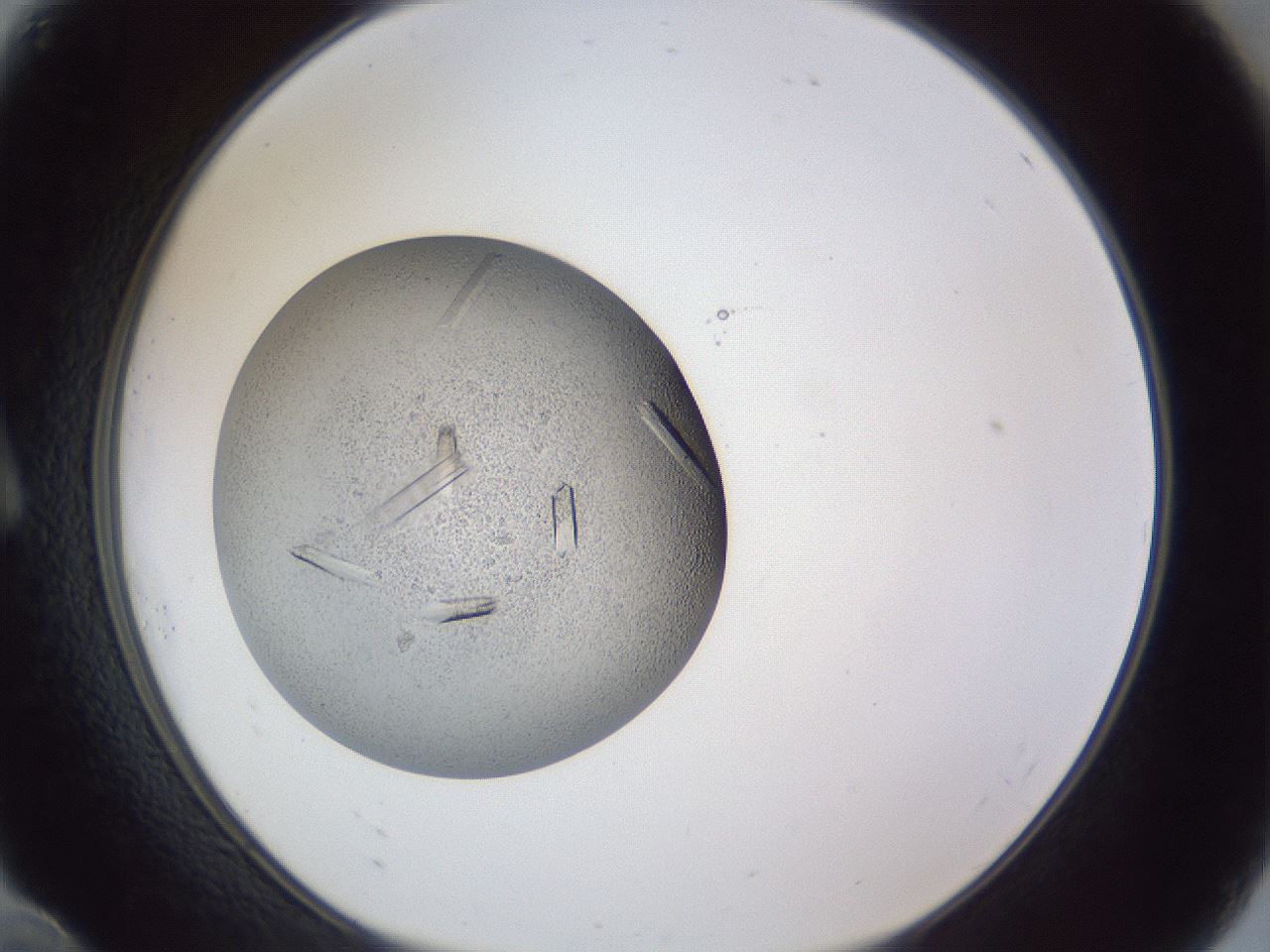 folderID923_plateID923_batchID1263_wellNum10_profileID1_d1_r33396_ef.jpg