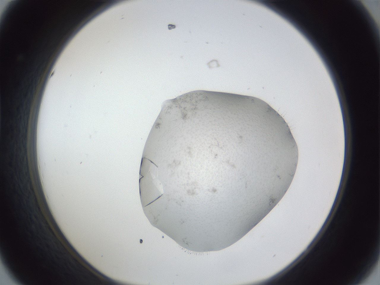 folderID927_plateID927_batchID1266_wellNum44_profileID1_d1_r33785_ef.jpg