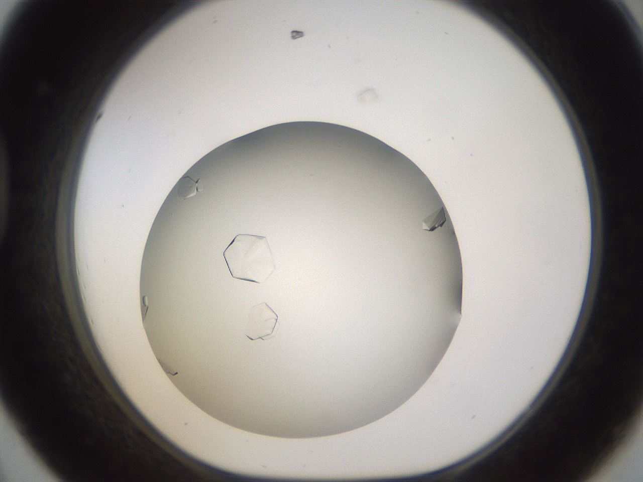 folderID985_plateID2985_batchID16288_wellNum44_profileID1_d1_r247240_ef.jpg