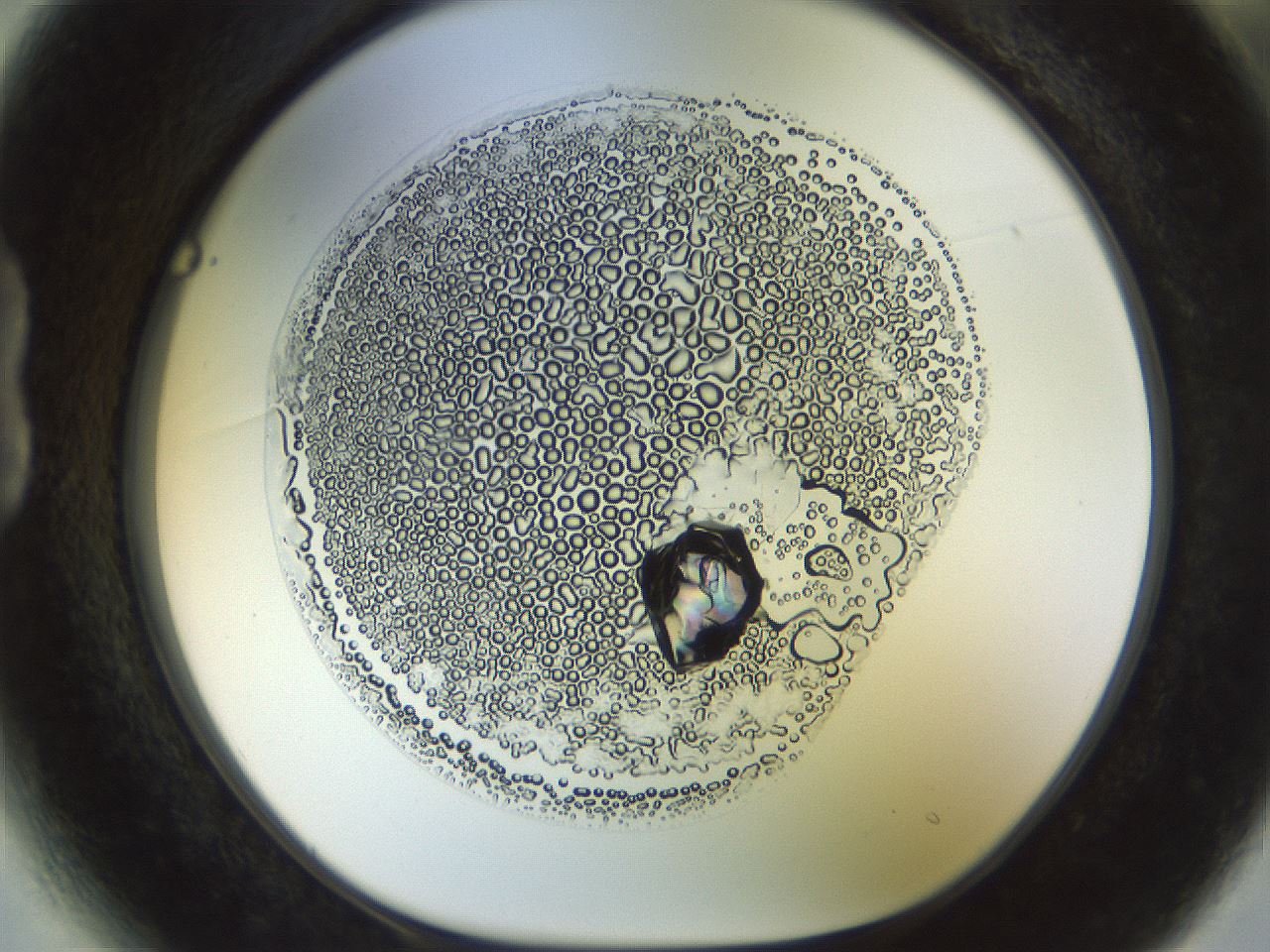 folderID989_plateID989_batchID12201_wellNum13_profileID1_d1_r39570_ef.jpg