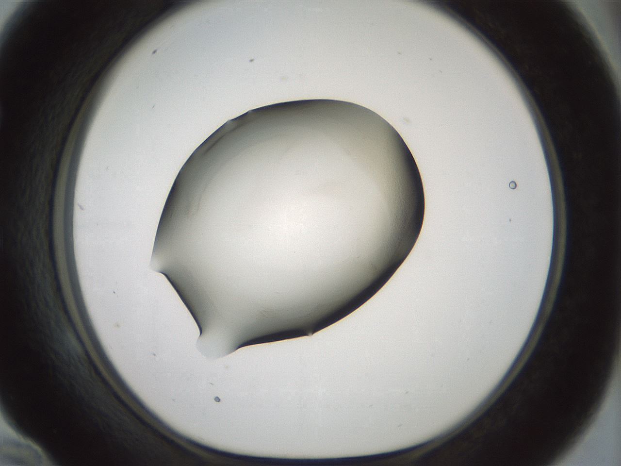folderID103_plateID3103_batchID17639_wellNum58_profileID1_d1_r262875_ef.jpg