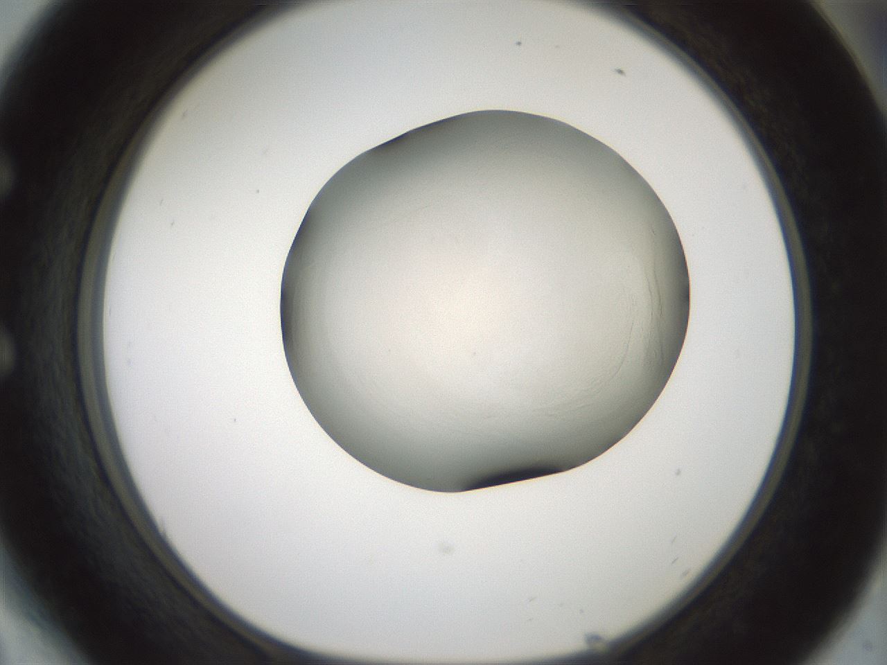 folderID103_plateID3103_batchID18345_wellNum54_profileID1_d1_r262867_ef.jpg