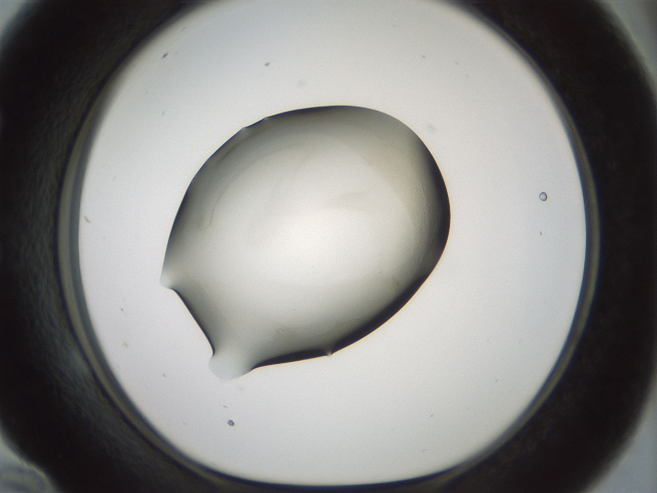 folderID103_plateID3103_batchID18345_wellNum58_profileID1_d1_r262875_ef.jpg