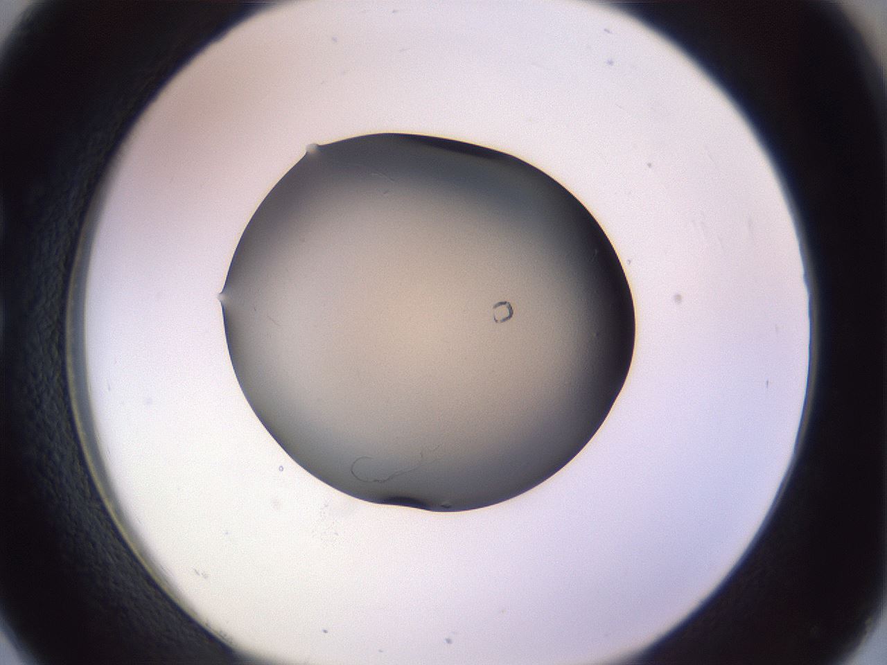 folderID104_plateID3104_batchID19294_wellNum26_profileID1_d1_r262427_ef.jpg