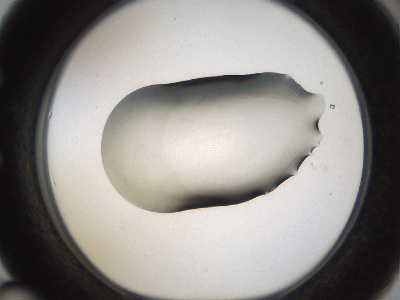 folderID105_plateID3105_batchID17426_wellNum53_profileID1_d1_r262673_ef.jpg