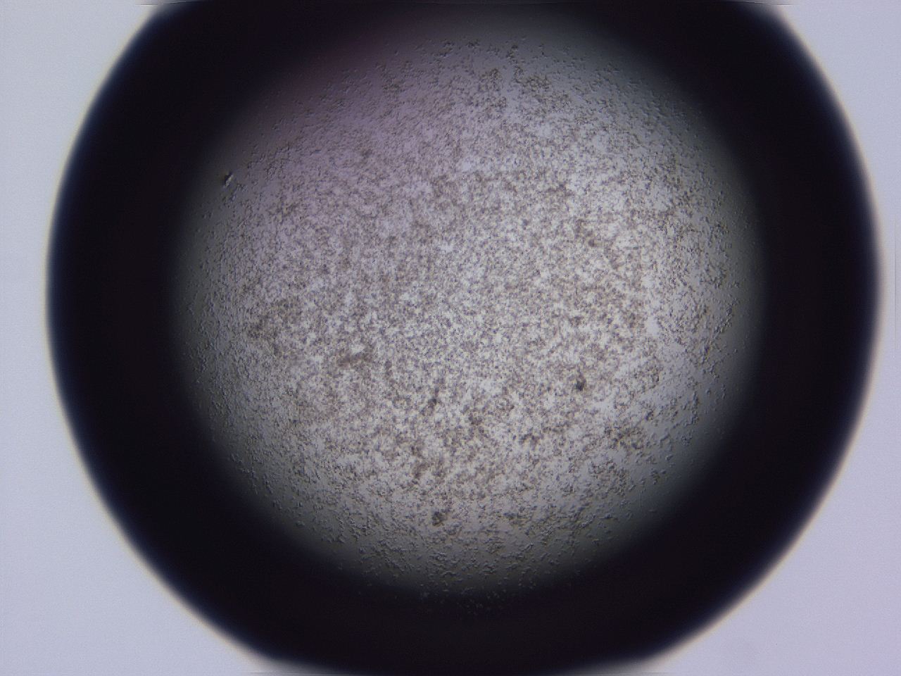 04ho_D4_ImagerDefaults_3.jpg