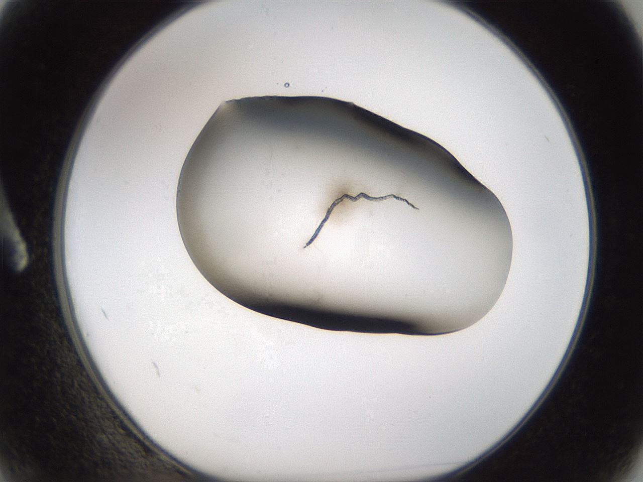 folderID105_plateID3105_batchID18830_wellNum2_profileID1_d1_r262571_ef.jpg