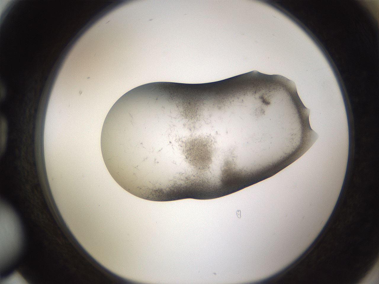 folderID105_plateID3105_batchID19295_wellNum78_profileID1_d1_r262723_ef.jpg
