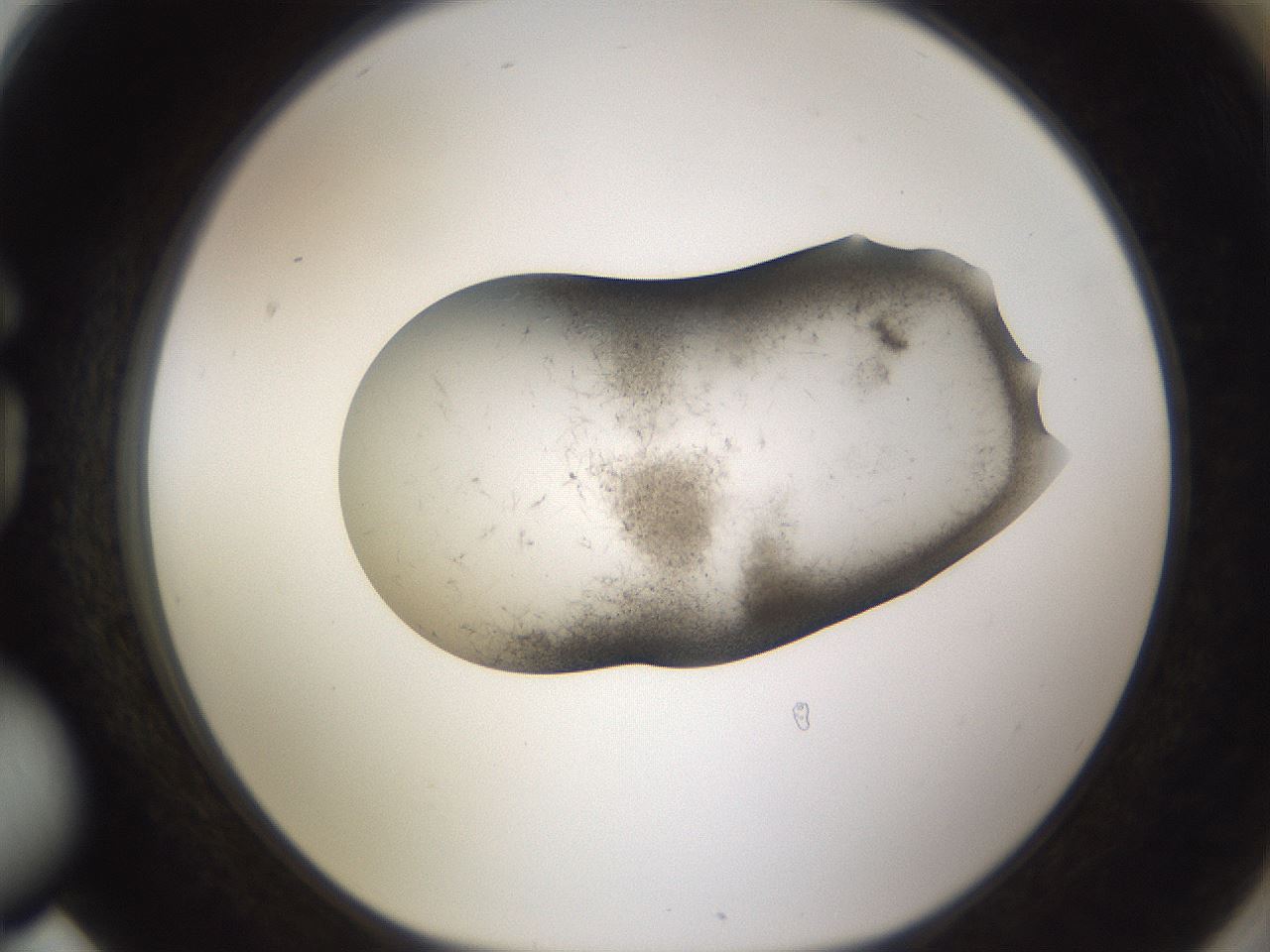 folderID105_plateID3105_batchID18830_wellNum78_profileID1_d1_r262723_ef.jpg