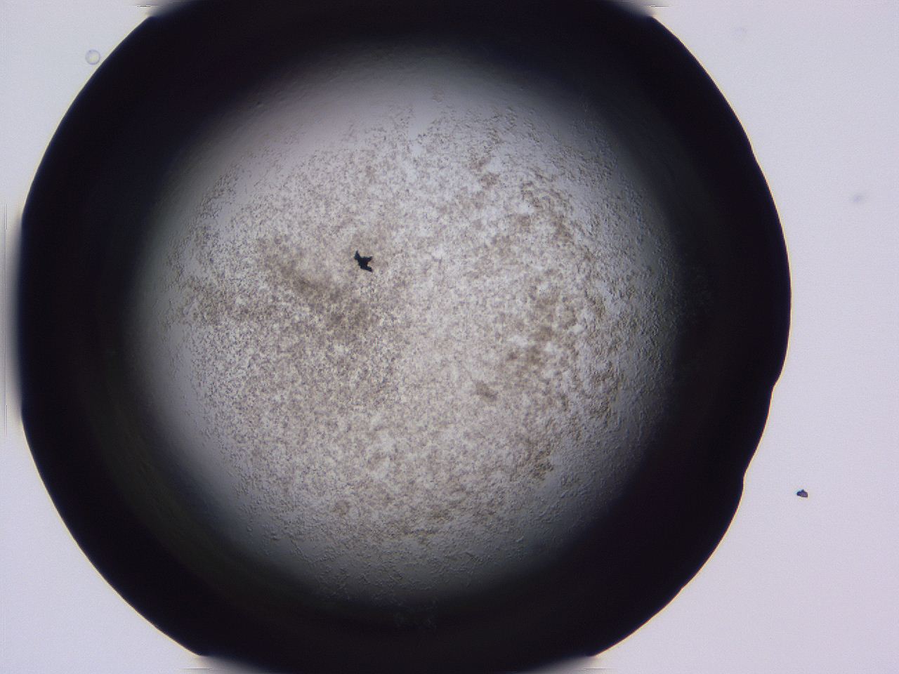 04ho_D11_ImagerDefaults_3.jpg