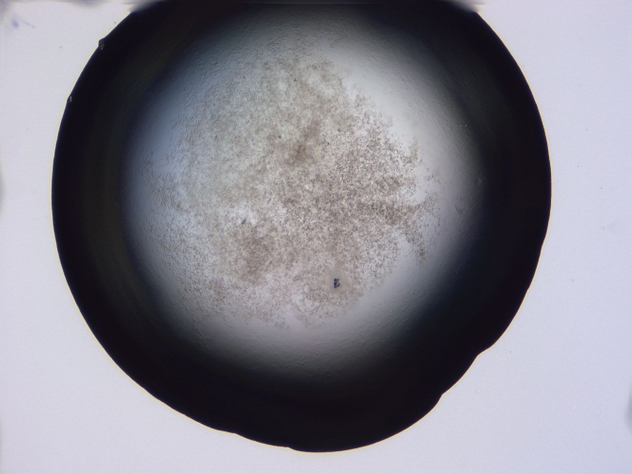04ho_D12_ImagerDefaults_3.jpg
