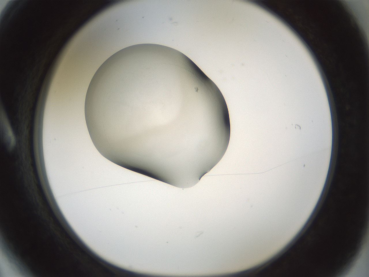 folderID106_plateID3106_batchID17238_wellNum6_profileID1_d1_r263347_ef.jpg