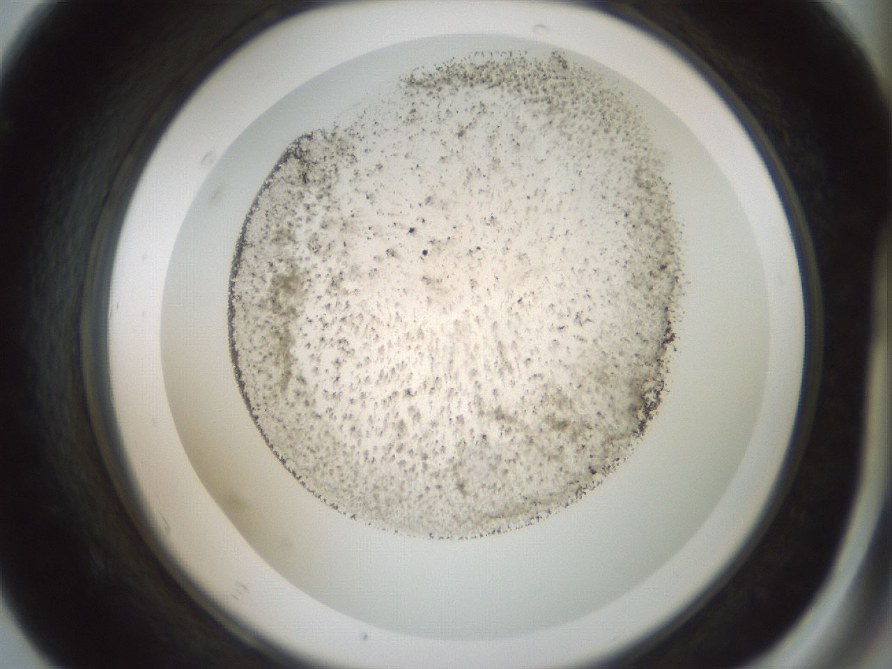 folderID106_plateID3106_batchID17650_wellNum67_profileID1_d2_r263470_ef.jpg