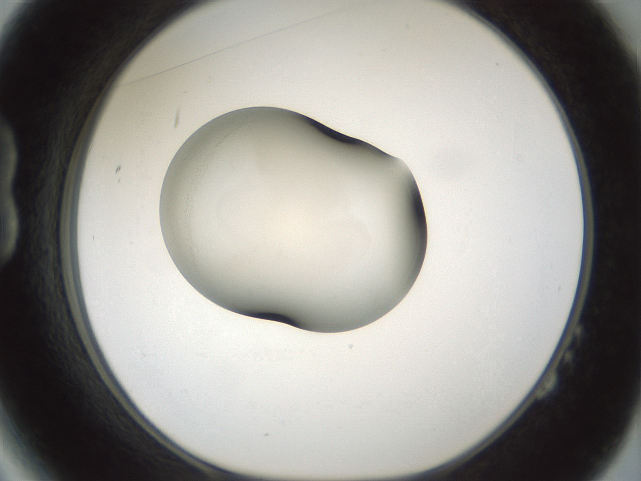 folderID106_plateID3106_batchID18346_wellNum14_profileID1_d1_r263363_ef.jpg