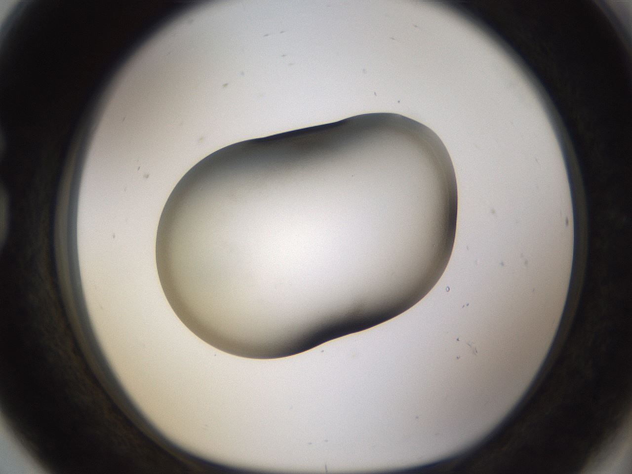 folderID107_plateID3107_batchID17242_wellNum80_profileID1_d1_r263303_ef.jpg