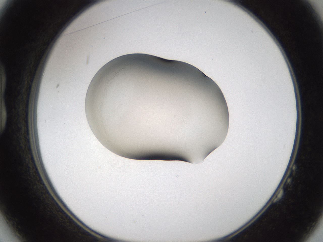 folderID107_plateID3107_batchID18833_wellNum14_profileID1_d1_r263171_ef.jpg