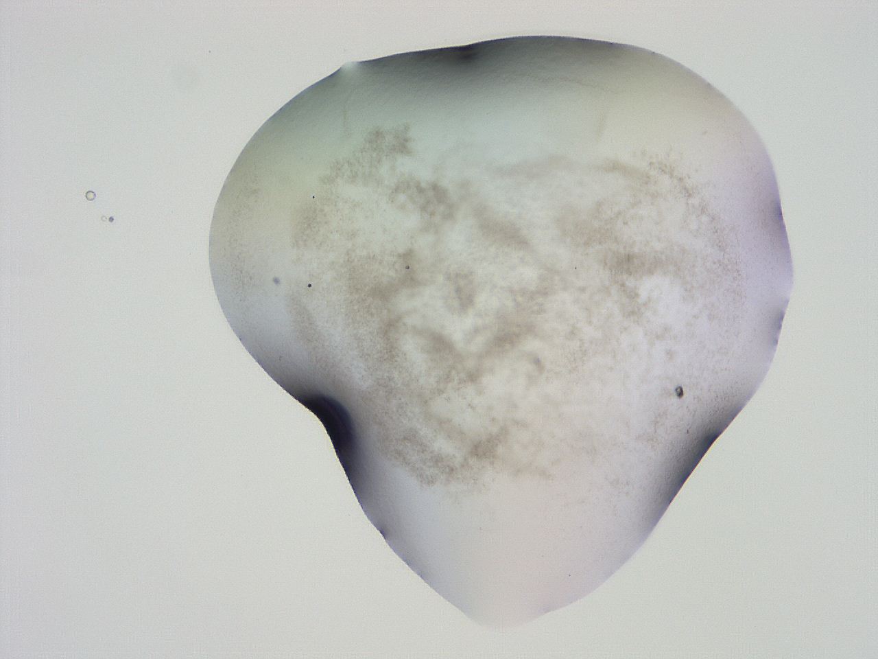 04ho_G10_ImagerDefaults_3.jpg