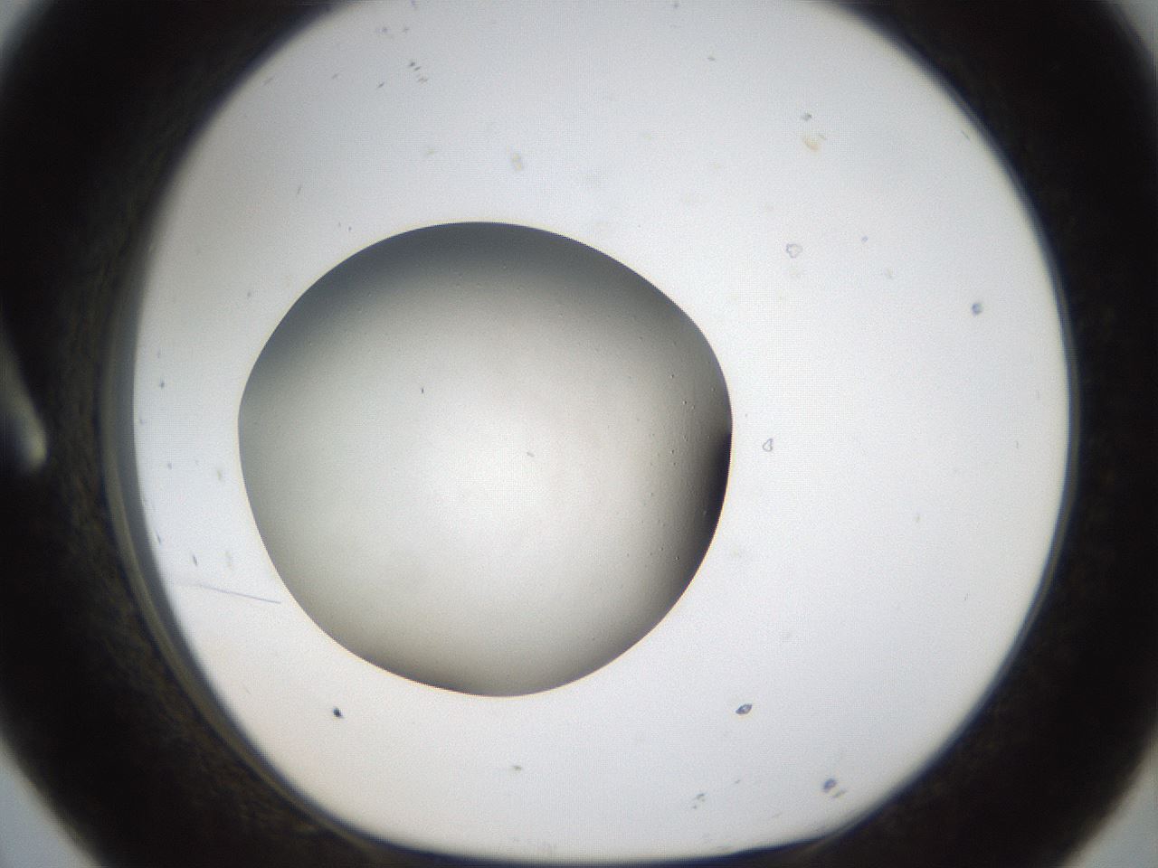folderID112_plateID1112_batchID2600_wellNum8_profileID1_d1_r56925_ef.jpg