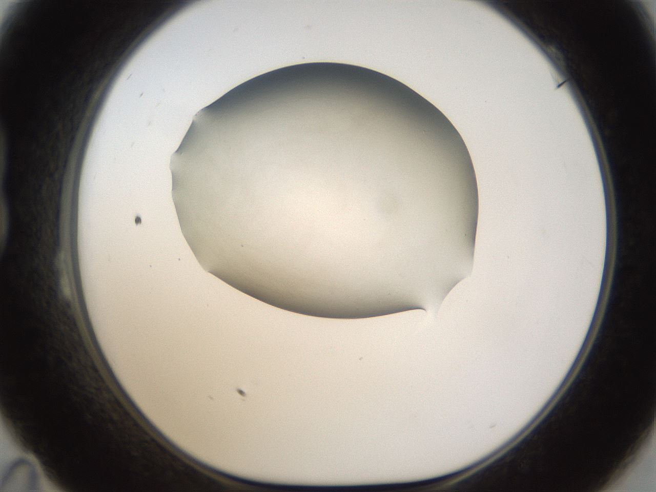 folderID114_plateID1114_batchID3108_wellNum23_profileID1_d1_r57036_ef.jpg
