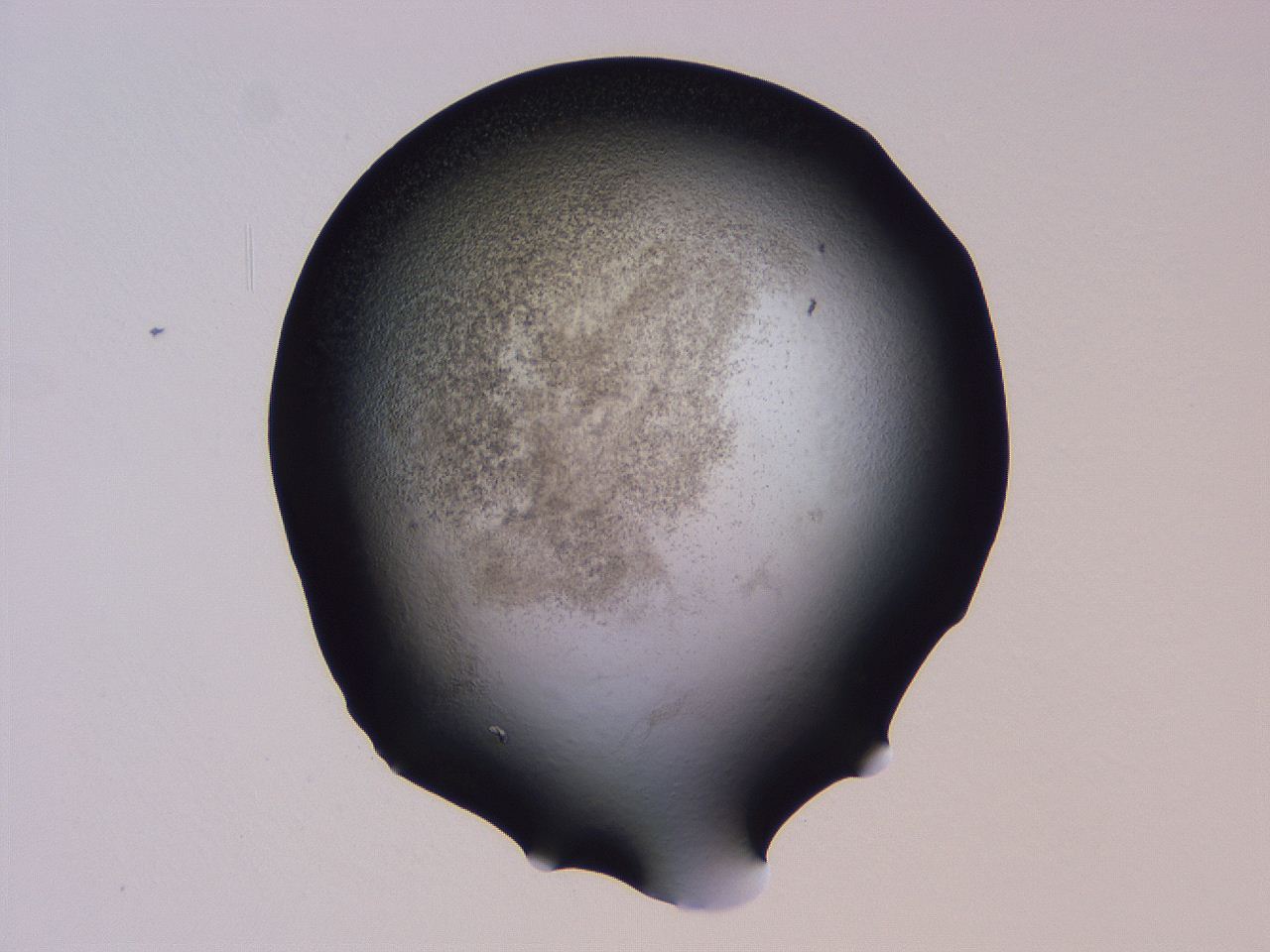 04hp_C6_ImagerDefaults_3.jpg