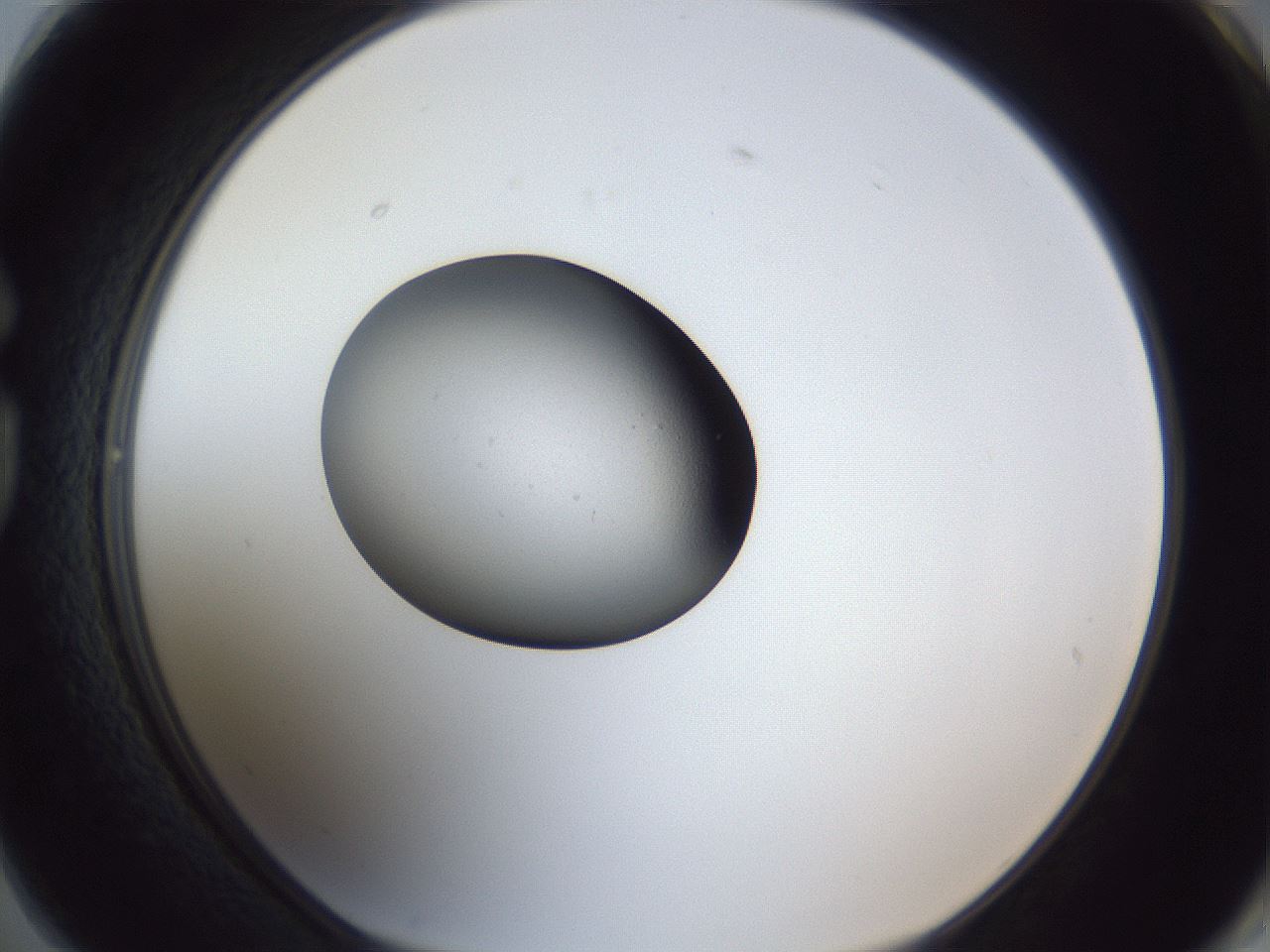 folderID116_plateID1116_batchID2605_wellNum74_profileID1_d1_r56703_ef.jpg
