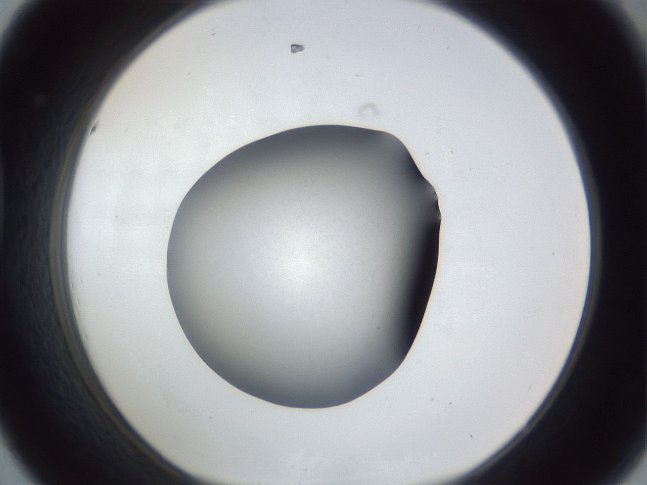 folderID117_plateID1117_batchID2571_wellNum44_profileID1_d1_r56481_ef.jpg