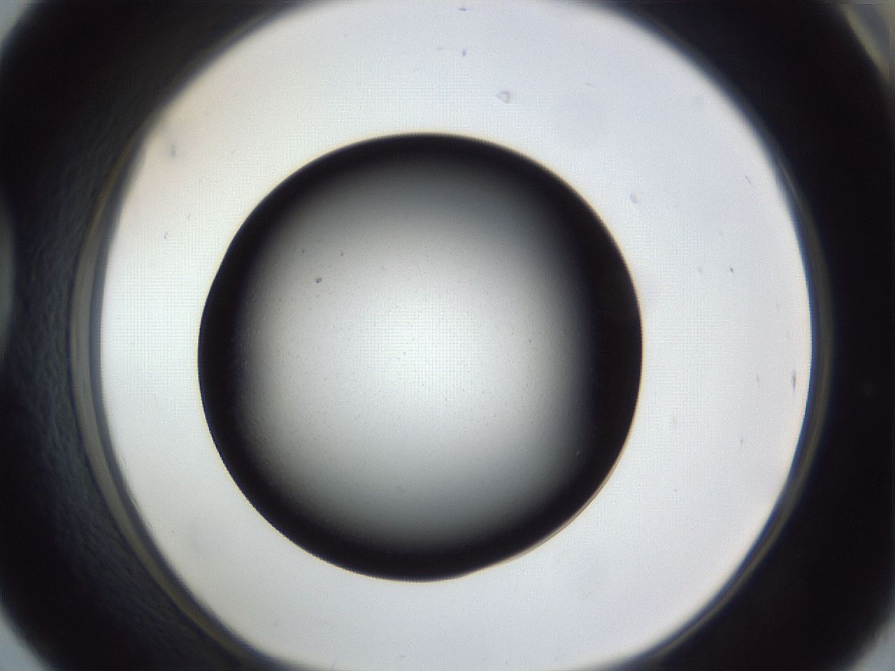 folderID117_plateID1117_batchID3107_wellNum42_profileID1_d1_r56479_ef.jpg