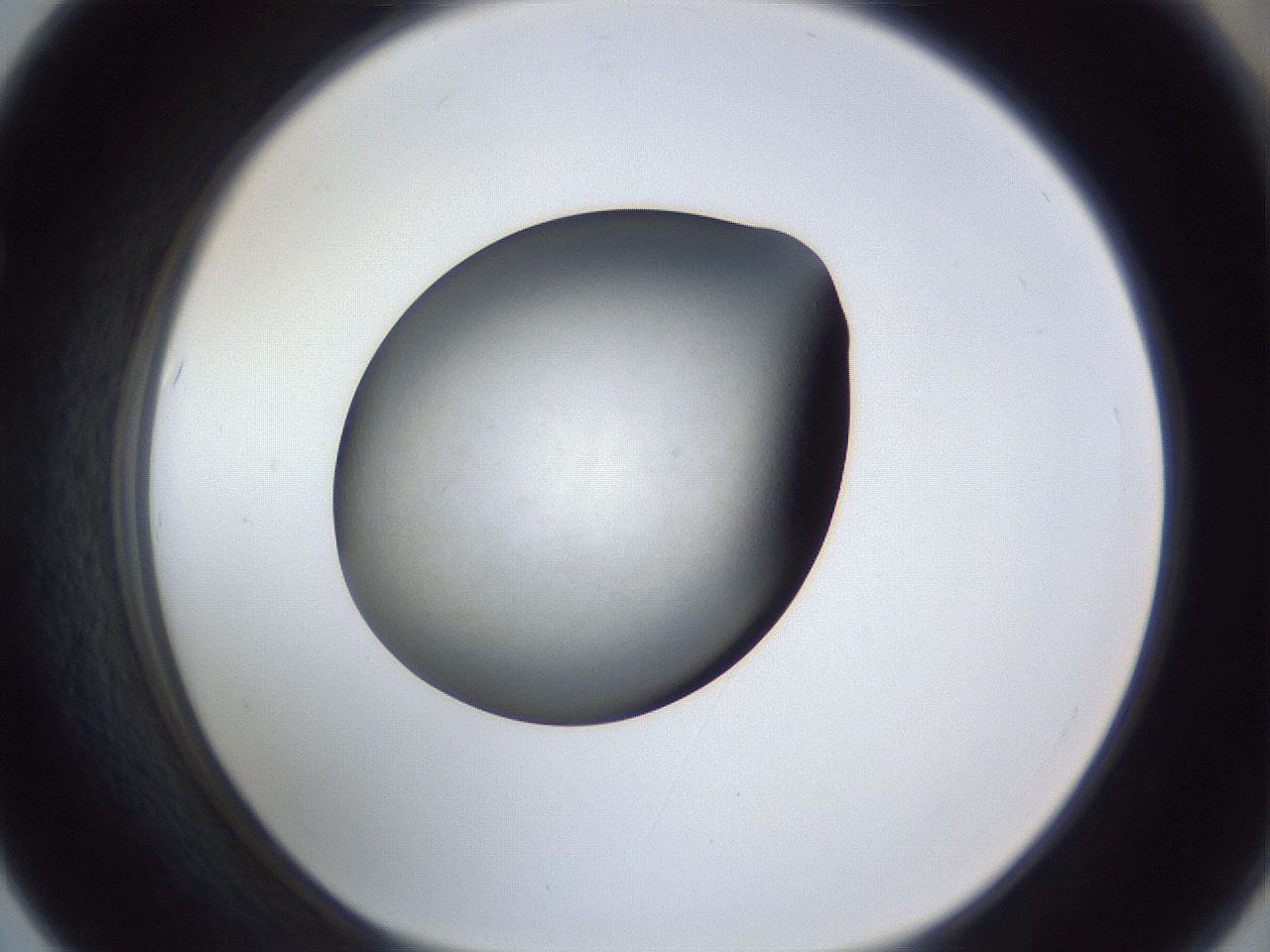 folderID117_plateID1117_batchID3107_wellNum67_profileID1_d1_r56504_ef.jpg