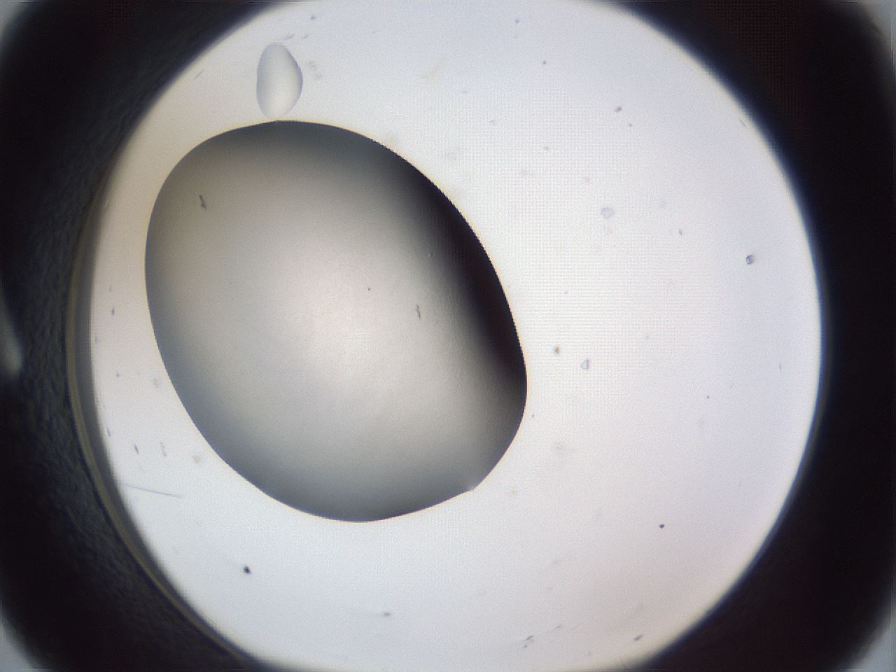 folderID117_plateID1117_batchID3513_wellNum8_profileID1_d1_r56445_ef.jpg