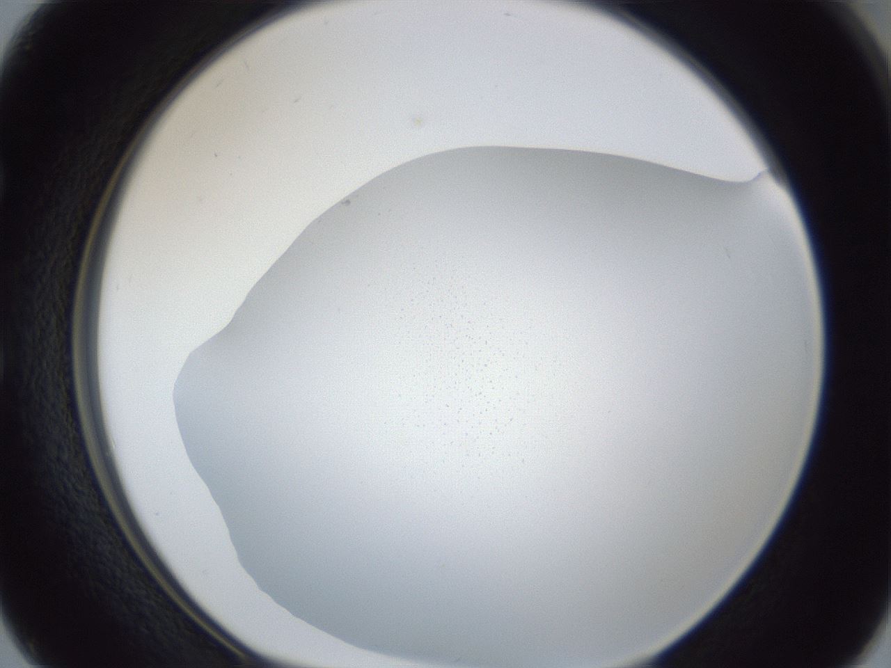 folderID118_plateID1118_batchID2696_wellNum50_profileID1_d1_r56775_ef.jpg