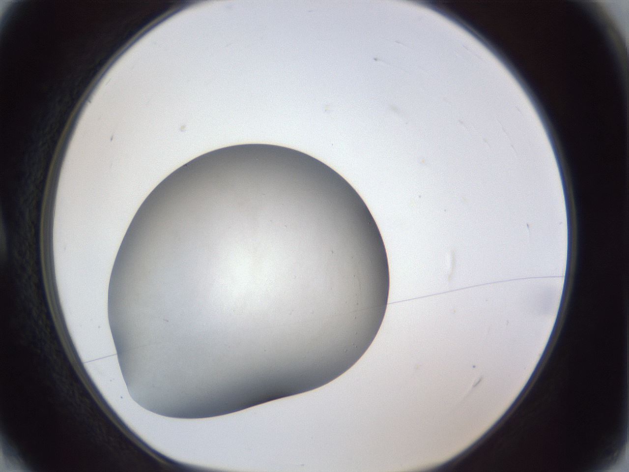folderID118_plateID1118_batchID3521_wellNum4_profileID1_d1_r56729_ef.jpg